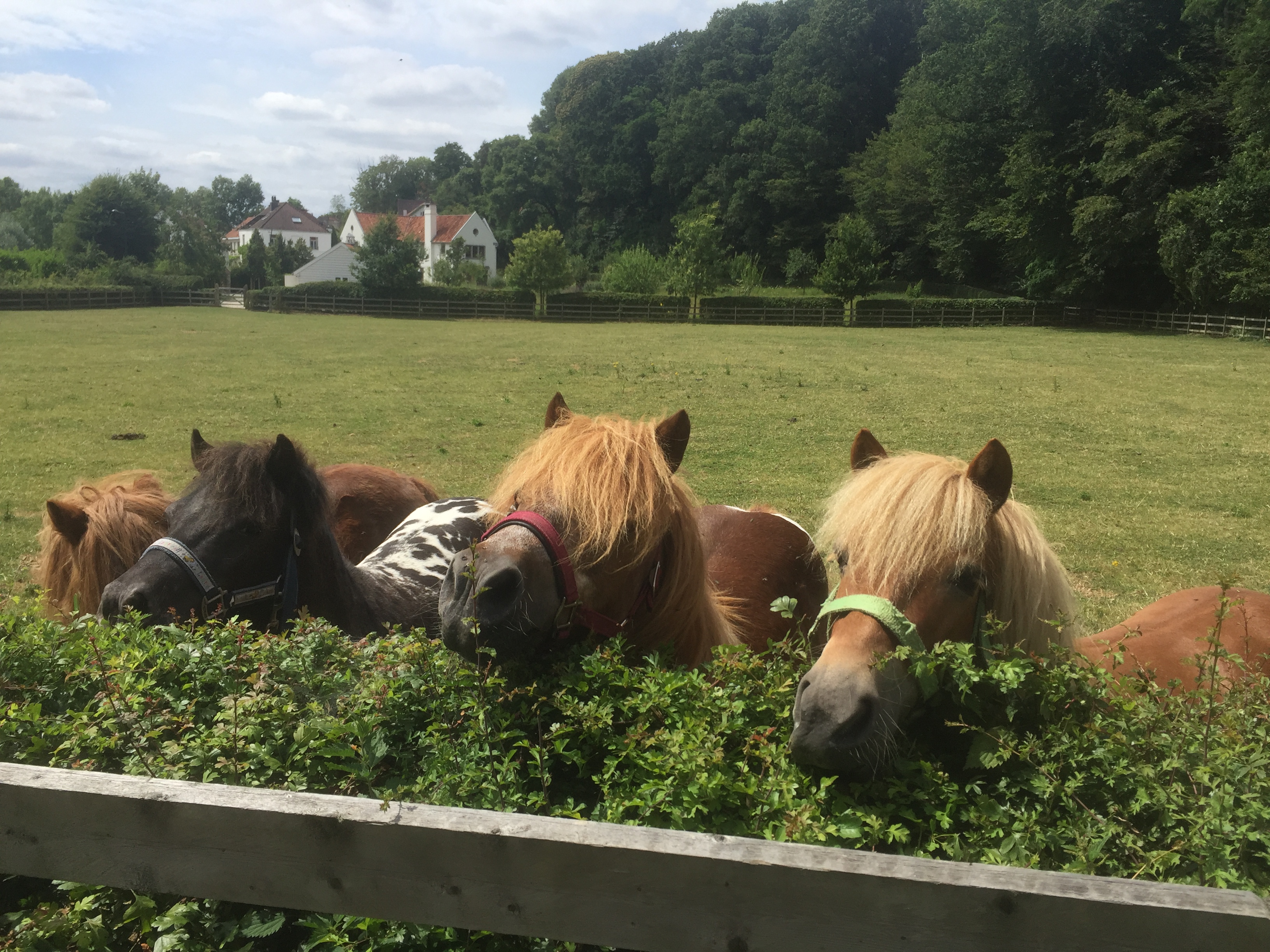 A la découverte du poney…