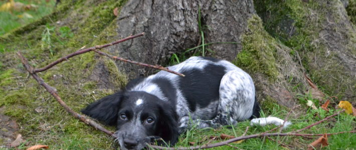 Le Chien Le Chien
